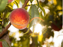 Персики в Мелитополе