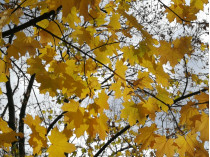 Желтые листья на дереве