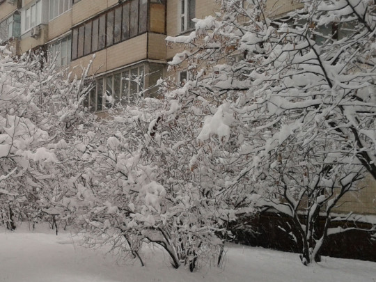 Какая погода будет зимой: синоптик дал прогноз для Украины
