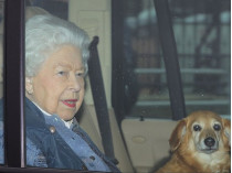 Королева с собакой