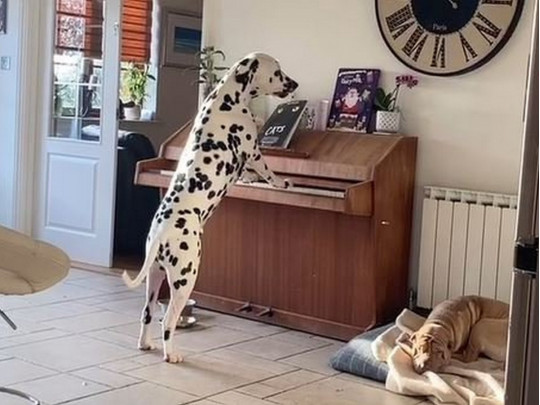 Собака играет на пианино