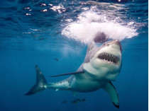 В Египте акула атаковала туристку из Германии: нападение сняли на видео