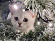 Пользователей сети «свело с ума» фото, на котором они пытались найти котенка, затаившегося на рождественской елке