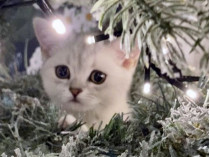 Котенок Мун на дереве