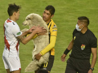 Пес прервал матч чемпионата Боливии по футболу