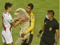 Пес прервал матч чемпионата Боливии по футболу