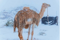 Верблюды на снегу в пустыне