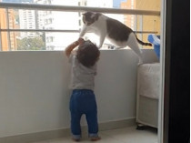 Кошка и ребенок на балконе
