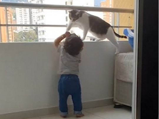 Кошка и ребенок на балконе