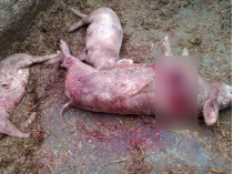 убитые чупакаброй свиньи