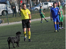 Футбол Сербия собака