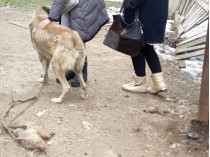 под Одессой обнаружили ферму с умирающими от голода животными