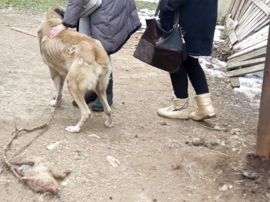 под Одессой обнаружили ферму с умирающими от голода животными