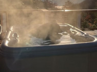 Комфорт люблять все: дикий ведмідь заліз в&nbsp;джакузі і&nbsp;показав, як&nbsp;треба розслаблятися