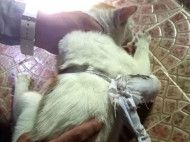 У&nbsp;Панамі затримали кота-наркокур'єра, який намагався пронести кокаїн у в'язницю