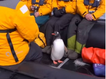 Пингвин в лодке