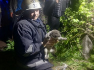 Порятунок в&nbsp;пасхальну ніч: щеня впало на&nbsp;дно двометрової ями і&nbsp;могло тільки жалібно скиглити