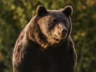 Принца Ліхтенштейну підозрюють у&nbsp;вбивстві найбільшого в&nbsp;Європі ведмедя