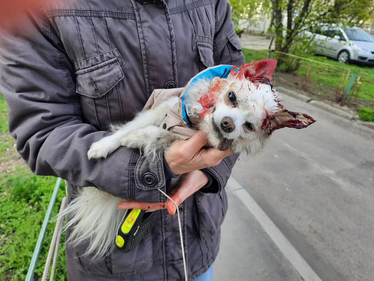 В Киеве неадекватный хозяин натравливает бойцовского пса на людей и собак -  «ФАКТЫ»