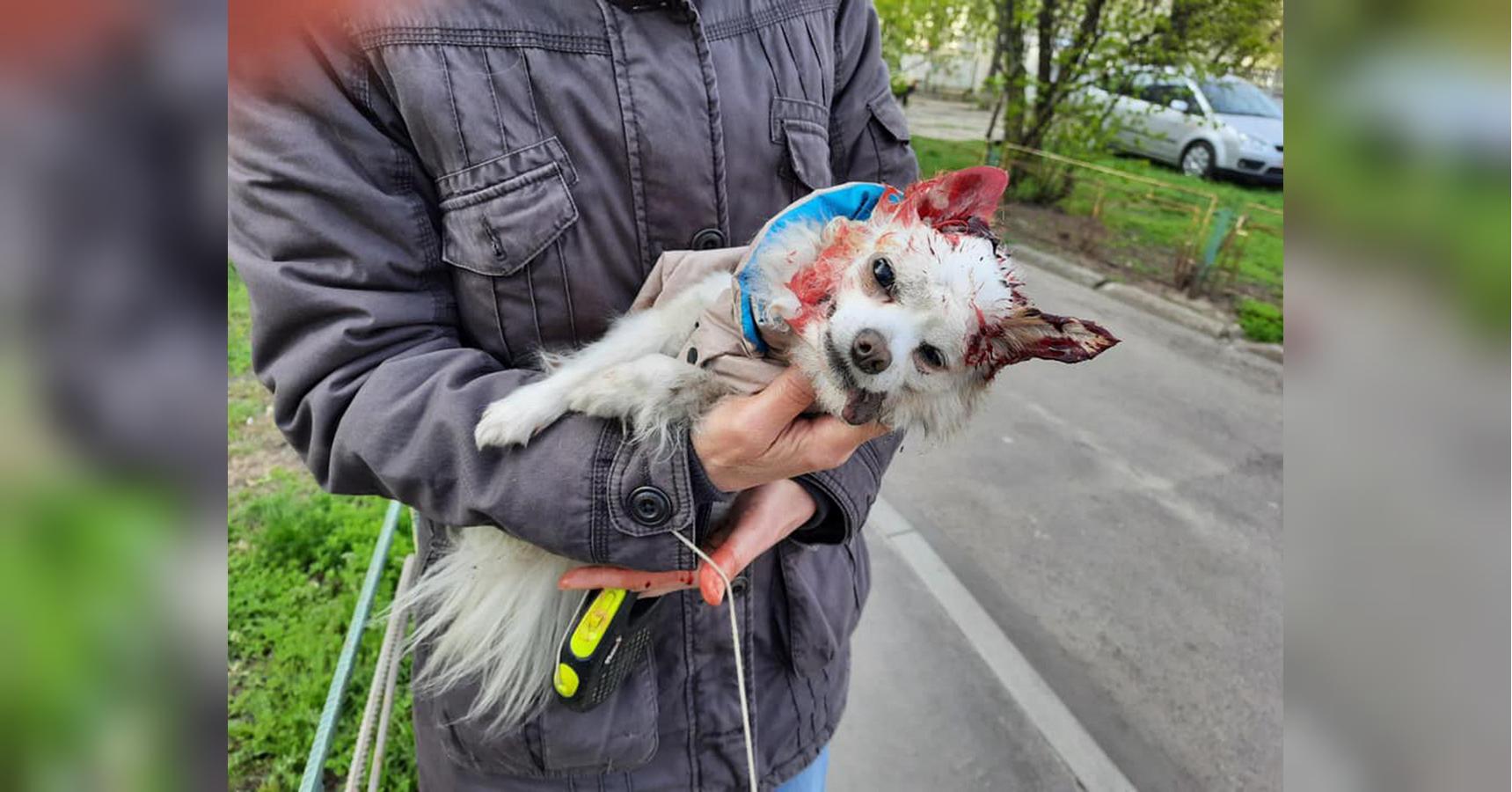 В Киеве неадекватный хозяин натравливает бойцовского пса на людей и собак -  «ФАКТЫ»