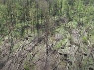 Смерч пройшовся Житомирщиною: в&nbsp;мережі показали вражаюче відео наслідків