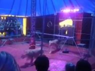 Леви напали на&nbsp;дресирувальника під час вистави в&nbsp;цирку: кривава драма потрапила на&nbsp;відео