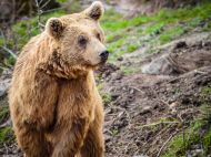 У&nbsp;пошуках їжі вбиває худобу: під Івано-Франківськом голодний ведмідь тероризує місцевих жителів
