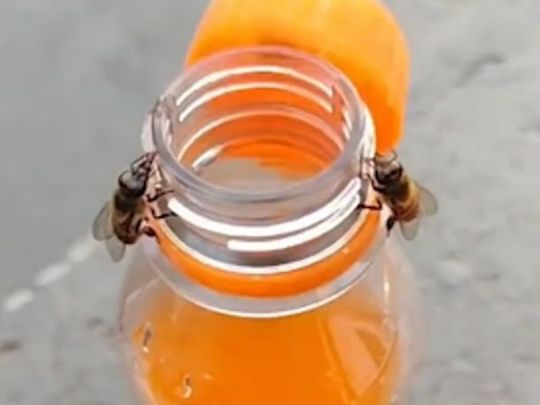 Пчелы открывают бутылку