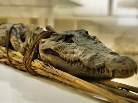 мумия крокодила