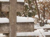Лежали у&nbsp;всіх виритих могилах: жінка &laquo;з&nbsp;помсти&raquo; розкидала на&nbsp;цвинтарі фотографії та&nbsp;цукерки сусідського хлопчика