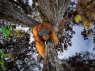 Переможцем конкурсу фотографій дикої природи стала оптична ілюзія з&nbsp;орангутангом