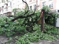 У&nbsp;Полтаві під час грози на&nbsp;літній майданчик впало дерево