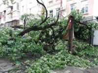 У Полтаві під час грози на літній майданчик впало дерево