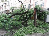 В Полтаве во время грозы на летнюю площадку упало дерево 