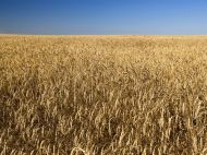 Оренда землі 2021: що&nbsp;нового в&nbsp;процедурі