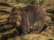Медведь-людоед напал на&nbsp;группу туристов в&nbsp;России, есть жертвы