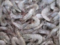 Вода-убийца: под курортной Одессой на берег лимана выбросило тысячи мертвых креветок
