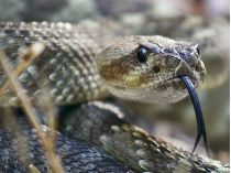 Змія вкусила в праву стопу: у Львівській області 15-річна дівчина потрапила в реанімацію