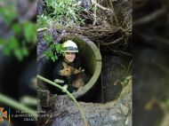У&nbsp;Дніпрі врятували собаку, яка впала в&nbsp;покинутий колодязь