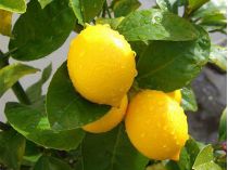плоди лимона