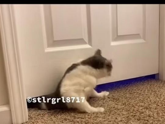 Кошка пролезает под дверью