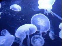 На популярном азовском курорте медуз собирают экскаваторами: видеофакт