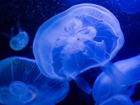 медузи