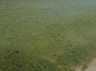 Після шторму весь берег у&nbsp;водоростях та&nbsp;твані: відпочивальники розповіли про стан пляжів у&nbsp;Залізному Порту