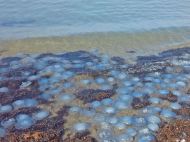 Все залежить від Росії: вчений розповів, чому в&nbsp;Азовському морі так багато медуз