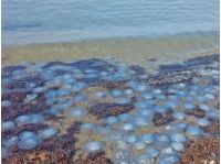 Все зависит от России: ученый рассказал, почему в Азовском море так много медуз