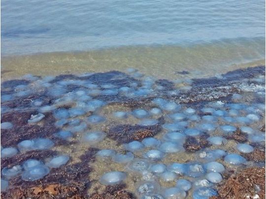Все залежить від Росії: вчений розповів, чому в Азовському морі так багато медуз