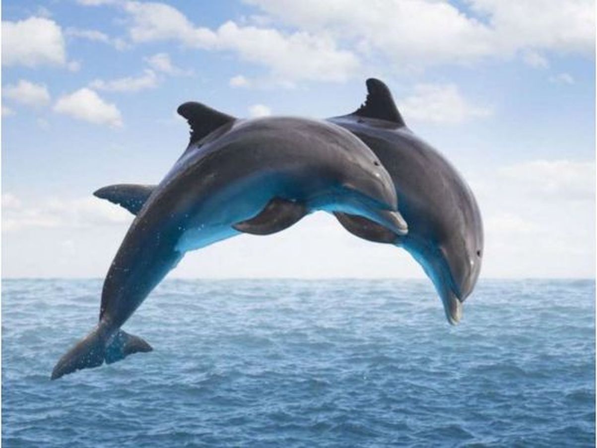 фото дельфина в море