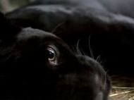 Під Полтавою пантера напала на&nbsp;чоловіка: вчепилася за&nbsp;голову і&nbsp;не&nbsp;відпускала