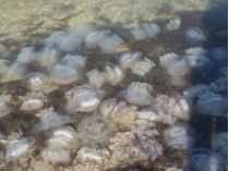 Власти Кирилловки ищут добровольцев: нужно убирать мертвых медуз с помощью трактора